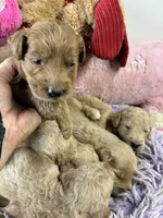 Skittles, a female Goldendoodle for sale in Concordia, KS – 2 of 5