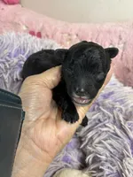 Cody , a male Shihpoo for sale in Concordia, KS – 3 of 5