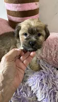 Snickerdoodle , a female Shihpoo for sale in Concordia, KS – 7 of 9