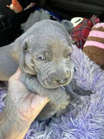 AKC Blue, a male Weimaraner for sale in Concordia, KS – 3 of 4