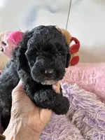 Timmy, a male Shihpoo for sale in Concordia, KS – 3 of 6