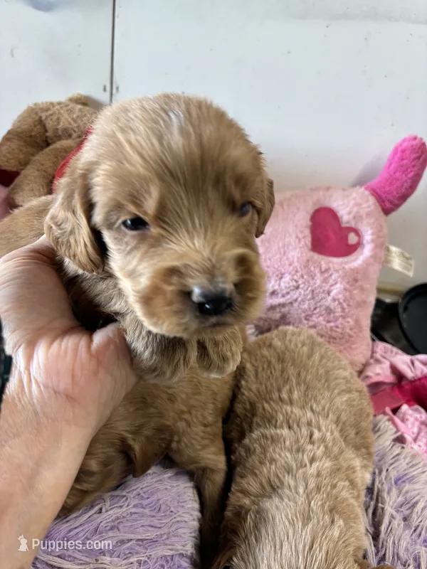 Maverick  – Goldendoodle puppy for sale in Concordia, KS