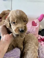 Maverick , a male Goldendoodle for sale in Concordia, KS – 1 of 6