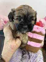 Snickerdoodle , a male Shihpoo for sale in Concordia, KS – 5 of 7