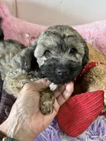 Ready to go Beau, a male Shihpoo and Shorkie for sale in Concordia, KS – 5 of 6