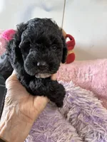 Timmy, a male Shihpoo for sale in Concordia, KS – 2 of 6