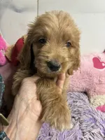 Archie, a male Goldendoodle for sale in Concordia, KS – 3 of 4