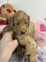 Ruby, a female Goldendoodle for sale in Concordia, KS – 2 of 7