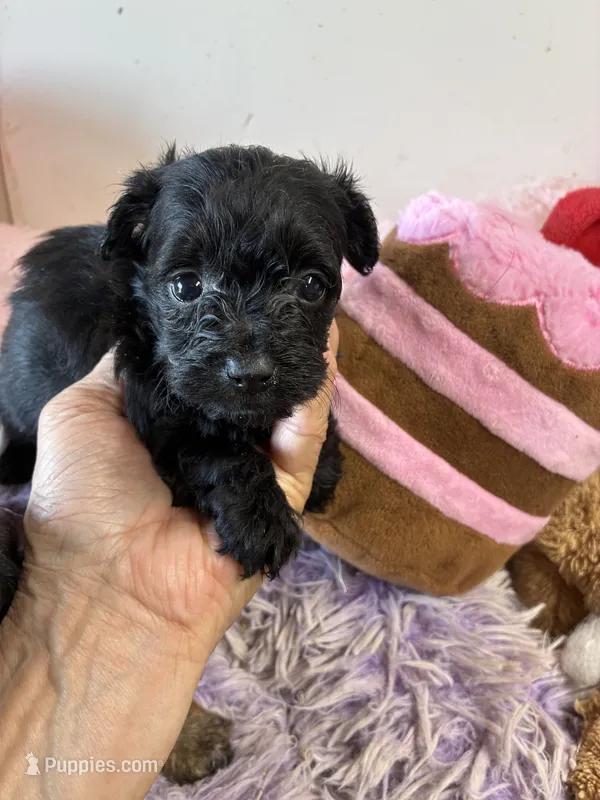 Gigi  – Yorkipoo puppy for sale in Concordia, KS