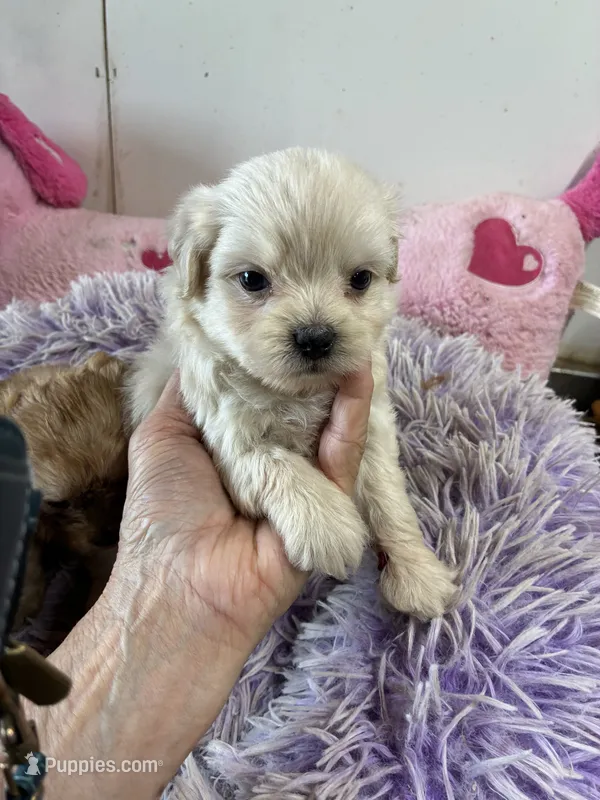 Snow White, a female Shihpoo for sale in Concordia, KS – 1 of 5