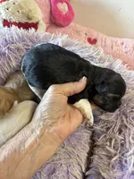 Lilly , a female Shihpoo for sale in Concordia, KS – 4 of 7