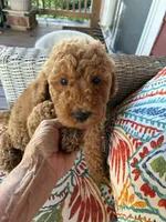 Gorgeous Pebbles , a female Goldendoodle for sale in Concordia, KS – 2 of 4