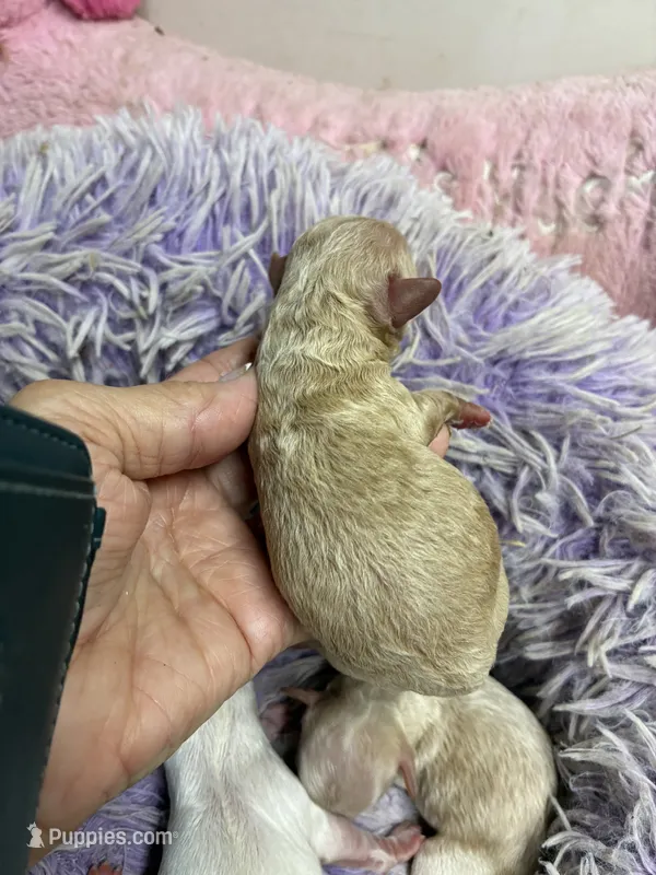 Pepe – Peekapoo puppy for sale in Concordia, KS