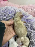 Pepe, a male Peekapoo for sale in Concordia, KS – 1 of 4