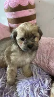 Snickerdoodle , a female Shihpoo for sale in Concordia, KS – 6 of 9