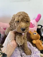 Sheyanne, a female Goldendoodle for sale in Concordia, KS – 2 of 4