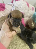 Peaches, a female Shihpoo for sale in Concordia, KS – Photo 7 of 9