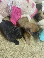 Peaches, a female Shihpoo for sale in Concordia, KS – Photo 5 of 9