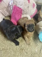 Peaches, a female Shihpoo for sale in Concordia, KS – Photo 8 of 9