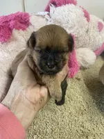 Peaches, a female Shihpoo for sale in Concordia, KS – Photo 9 of 9