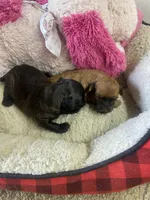 Peaches, a female Shihpoo for sale in Concordia, KS – Photo 1 of 9