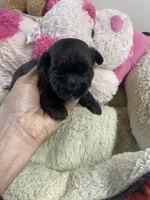 Peaches, a female Shihpoo for sale in Concordia, KS – Photo 3 of 9