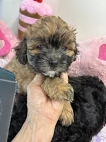 Lillian , a female Shihpoo for sale in Concordia, KS – 3 of 4