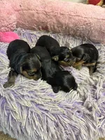 Angel , a female Shihpoo for sale in Concordia, KS – 4 of 4
