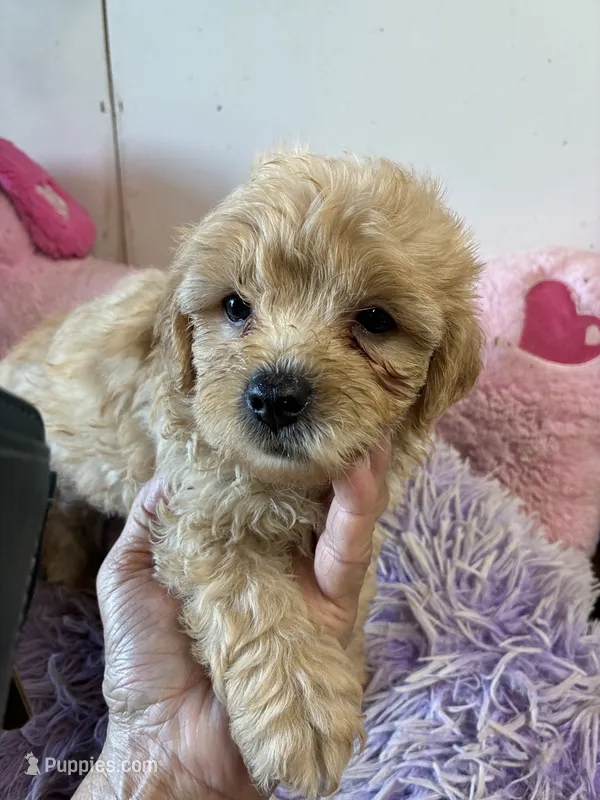 Benjy – Shihpoo, Shorkie puppy for sale in Concordia, KS