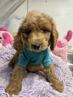 Rudy, a male Goldendoodle for sale in Concordia, KS – 4 of 4