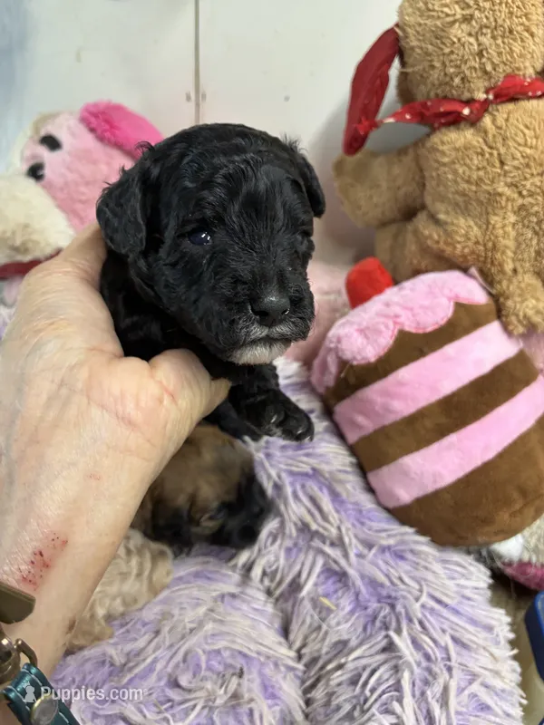 Cody  – Shihpoo puppy for sale in Concordia, KS