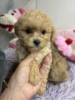 Archie , a male Poodle - Toy  for sale in Concordia, KS – 3 of 4