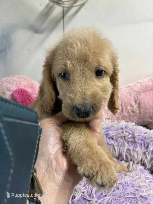 Vivian – Goldendoodle puppy for sale in Concordia, KS