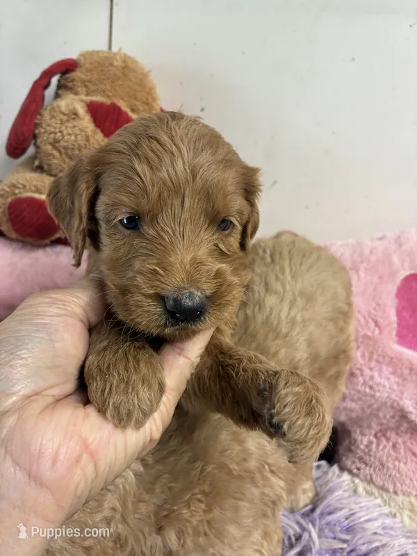 Ruby – Goldendoodle puppy for sale in Concordia, KS