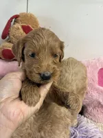 Ruby, a female Goldendoodle for sale in Concordia, KS – 1 of 7