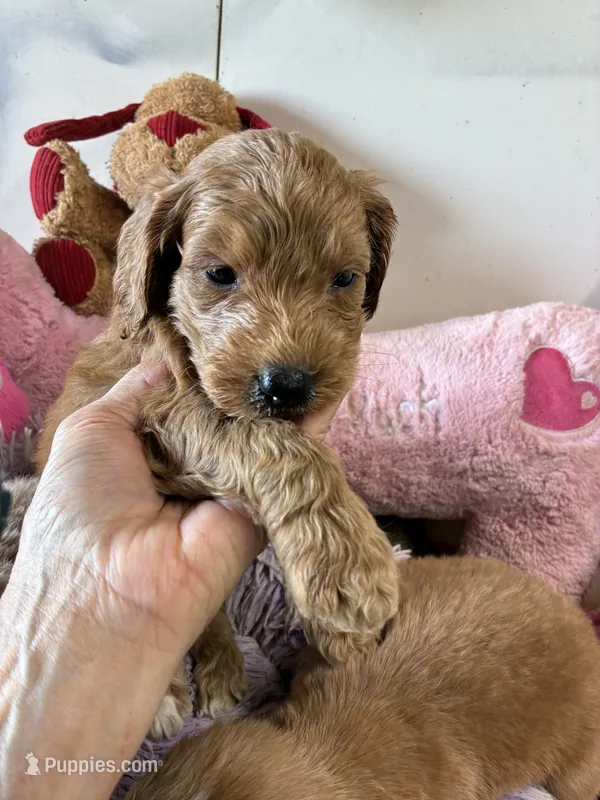 Rosie – Goldendoodle puppy for sale in Concordia, KS