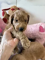 Rosie, a female Goldendoodle for sale in Concordia, KS – 1 of 3