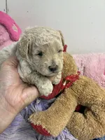 Benjy, a male Shihpoo for sale in Concordia, KS – 3 of 8
