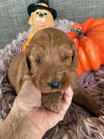 Red Rover, a male Goldendoodle for sale in Concordia, KS – 2 of 4