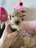 Goldilocks , a female Goldendoodle for sale in Concordia, KS – 2 of 4
