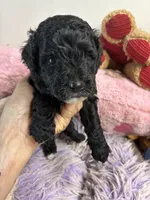 Koko, a male Shihpoo for sale in Concordia, KS – 4 of 8
