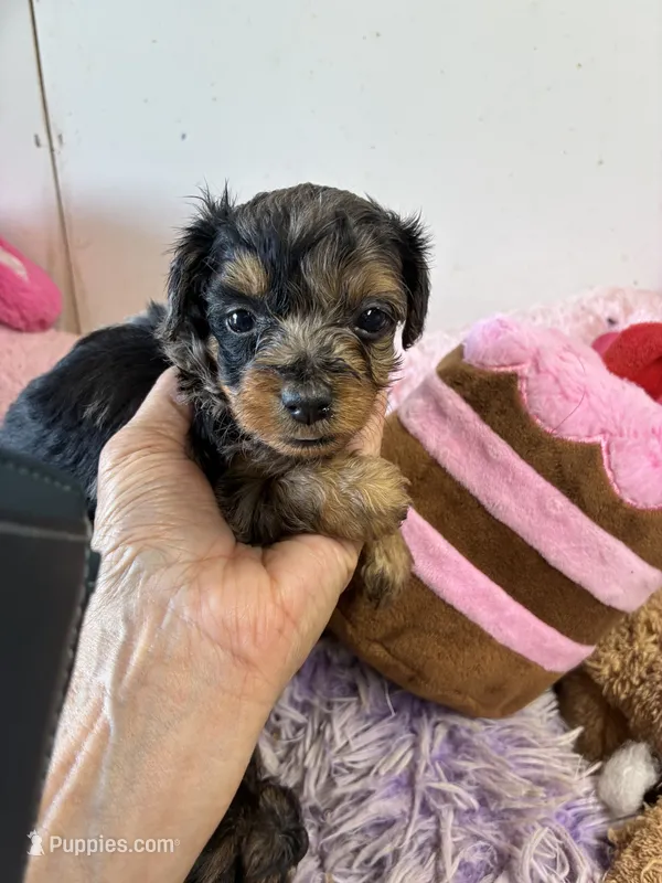 Mabel – Yorkipoo puppy for sale in Concordia, KS