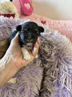 Lilly , a female Shihpoo for sale in Concordia, KS – 2 of 7