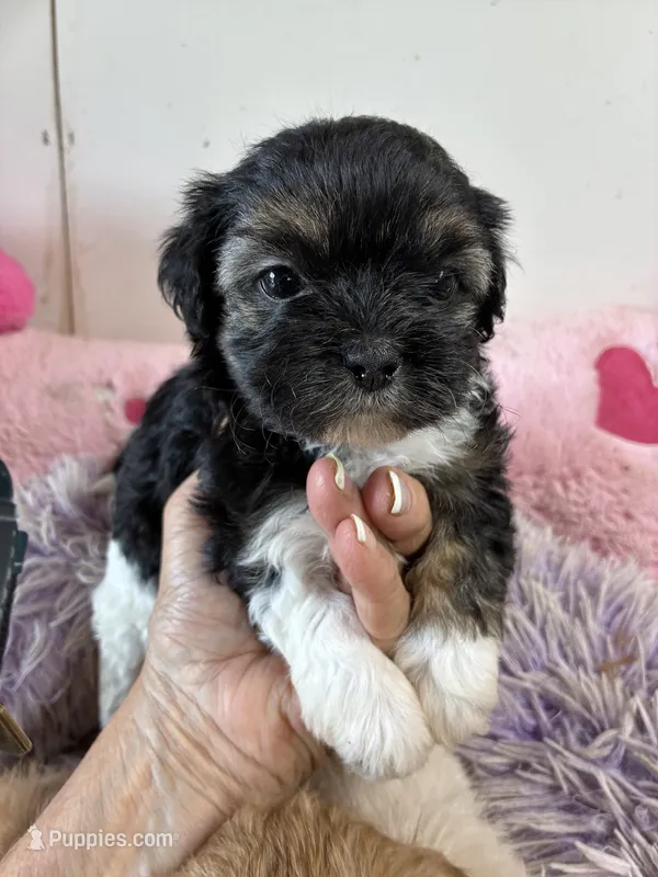 Candy  – Shihpoo puppy for sale in Concordia, KS