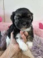 Candy , a female Shihpoo for sale in Concordia, KS – 1 of 6