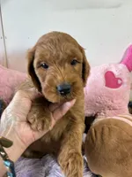 Archie, a male Goldendoodle for sale in Concordia, KS – 2 of 6
