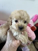 Ready to go Peaches , a female Shihpoo and Poodle - Toy  for sale in Concordia, KS – 2 of 4
