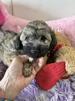 Ready to go Beau, a male Shihpoo and Shorkie for sale in Concordia, KS – 1 of 6