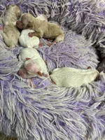 Snowball , a male Peekapoo for sale in Concordia, KS – 4 of 6