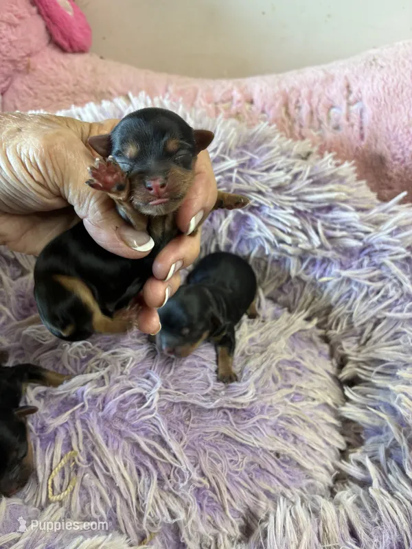 Ariel – Yorkipoo puppy for sale in Concordia, KS